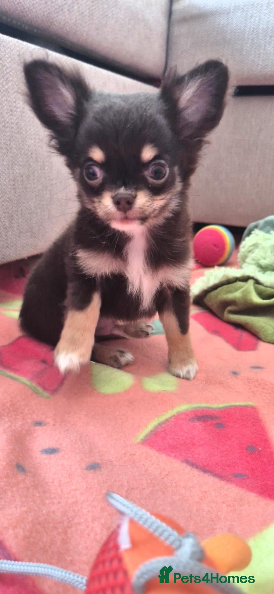 Chihuahua dogs Chocolate - tri MALE & Fully Health Tested Parents - Advert 4