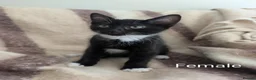 Mixed Breed cats for sale: Playful  9-Week-Old Kittens Ready For Loving Homes in Norwich - Advert 5