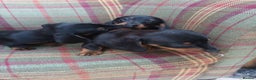 Miniature Dachshund dogs for sale: Black and Tan Miniature Dachshund Puppies 3 Boys - Advert 32