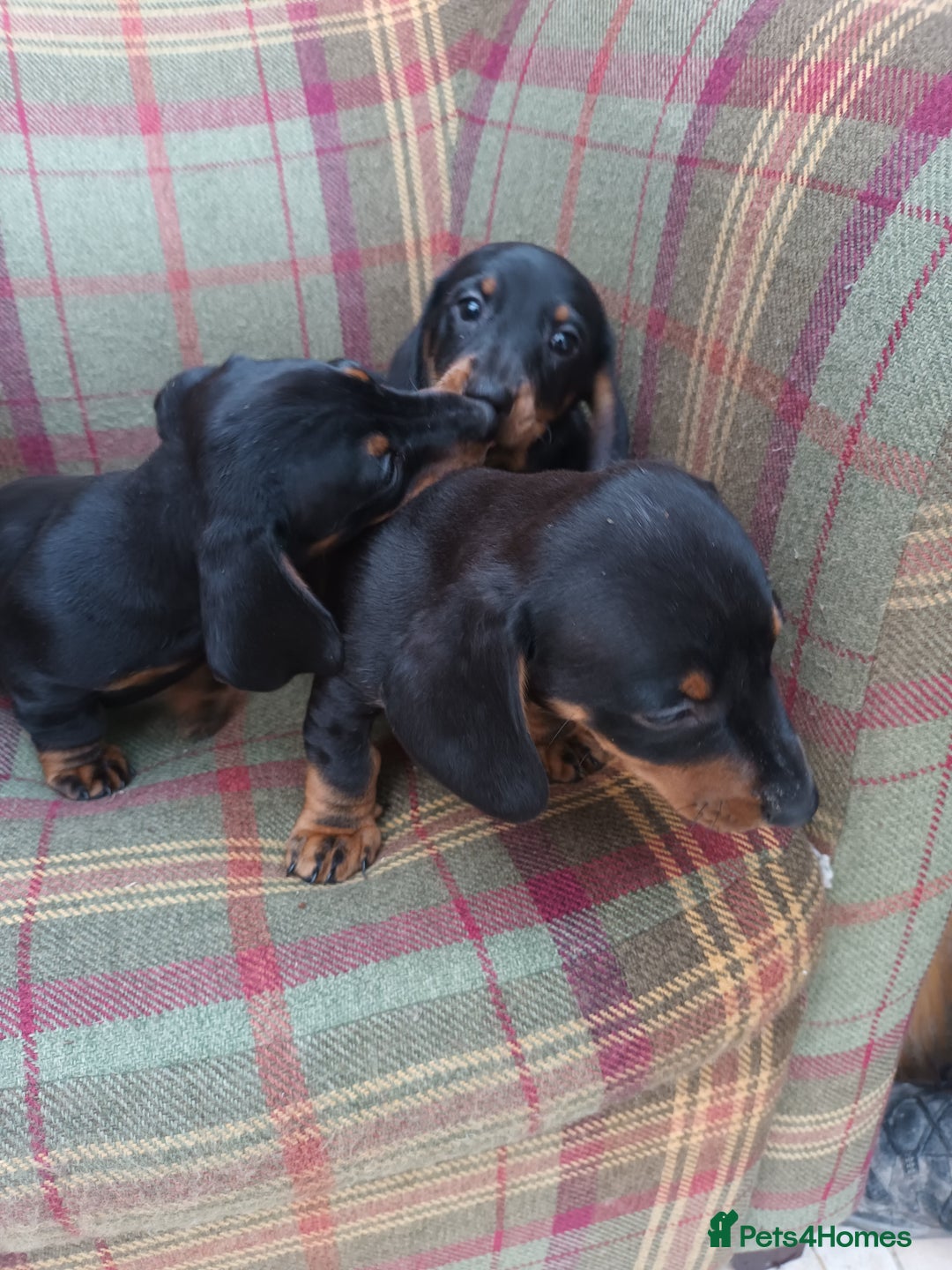 Miniature Dachshund dogs for sale: Black and Tan Miniature Dachshund Puppies 3 Boys - Advert 32