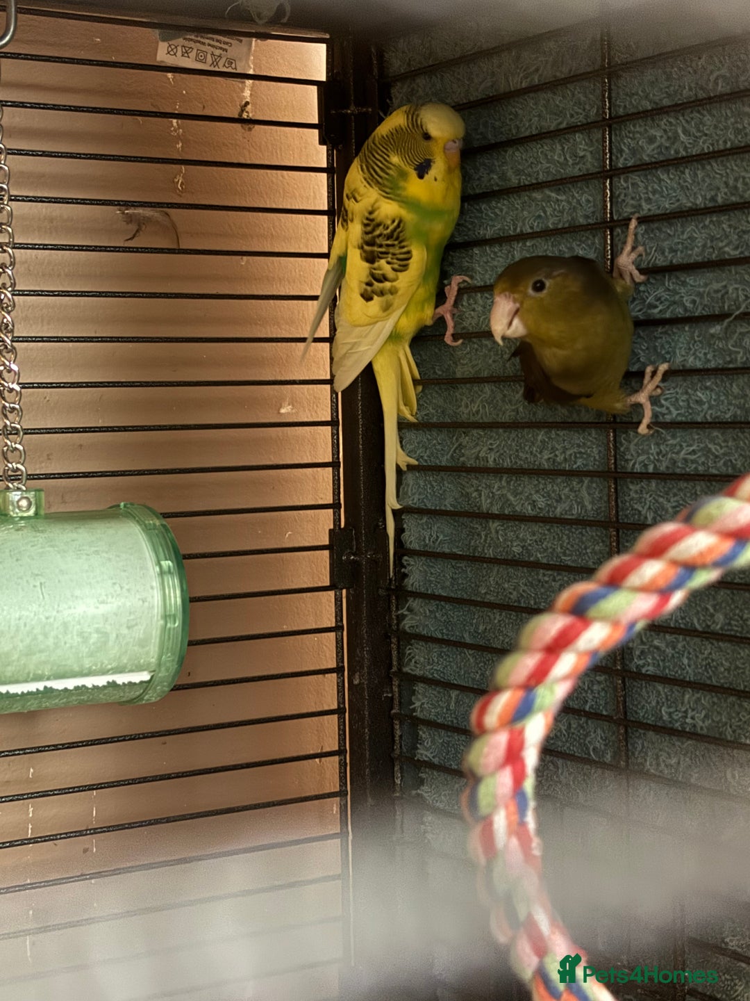 Cockatiels birds for sale: Eight birds for sale and 3 large cages £810 - Image 16