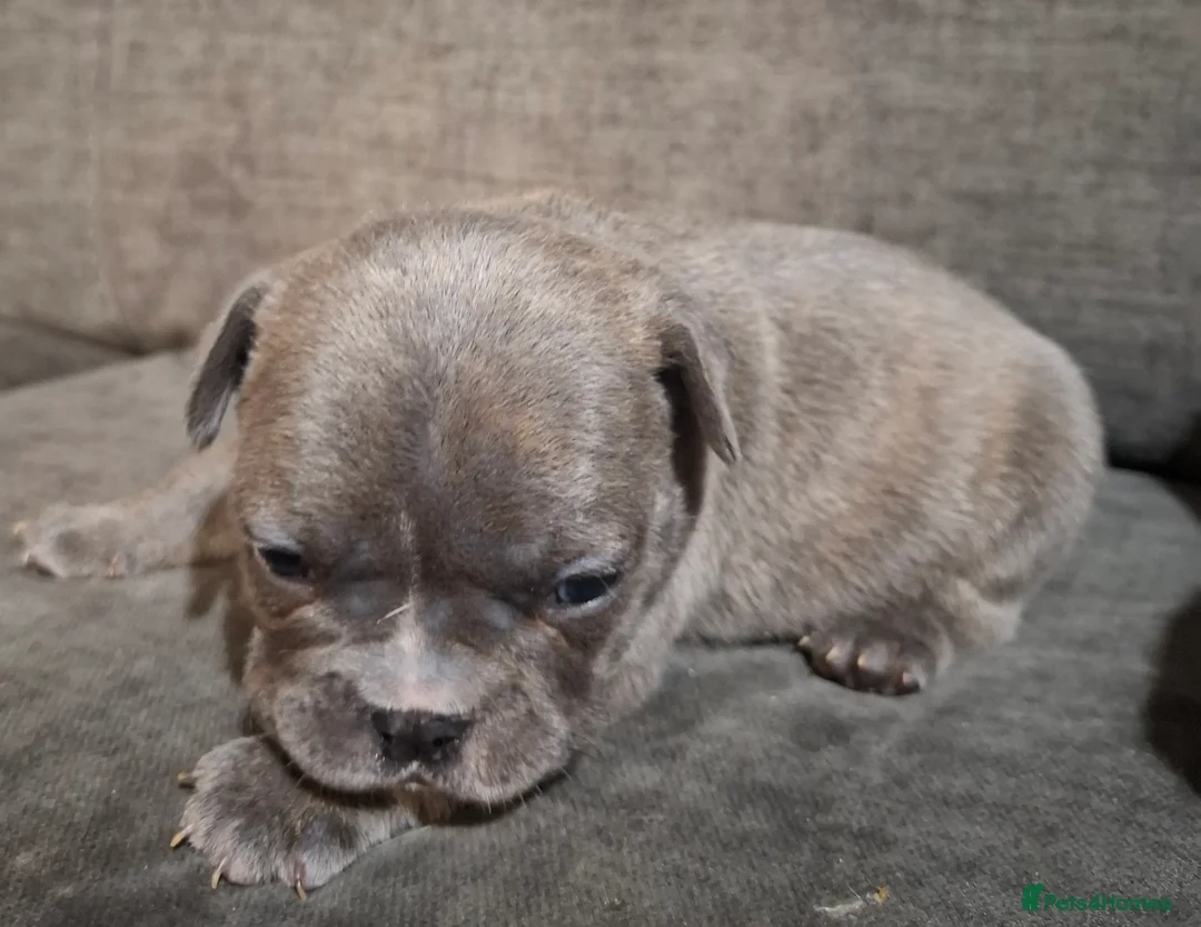 French Bulldog dogs for sale: Frenchie puppies - Advert 29