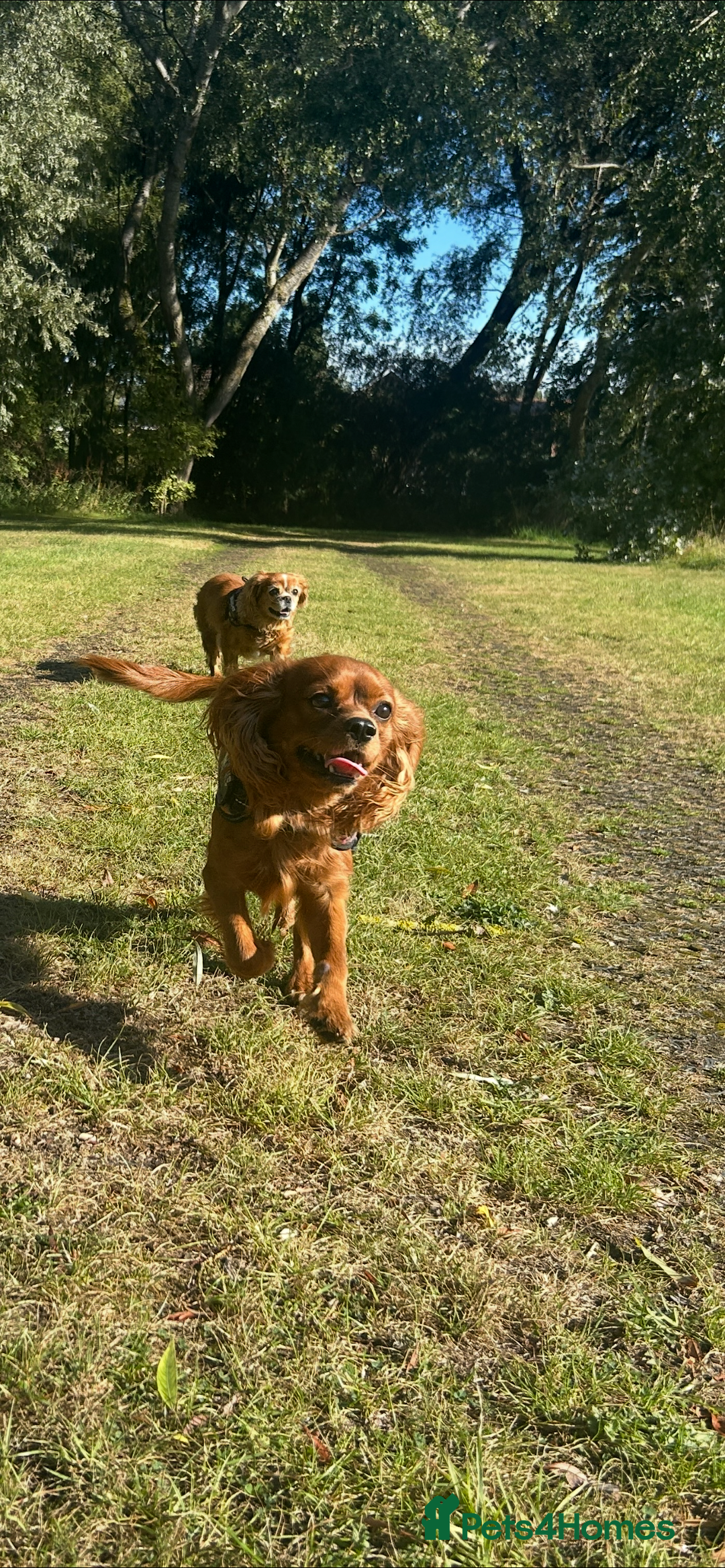 Cavalier King Charles Spaniel dogs for stud: King Charles cavalier  - Advert 1