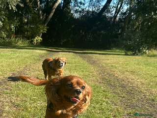 Cavalier King Charles Spaniel dogs - Advert 3
