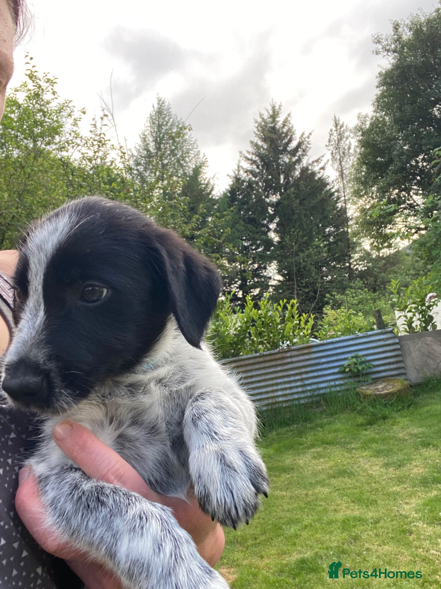 Mixed Breed dogs for sale: Border Collie Cross Pups ready for forever homes in Cairndow - Advert 23