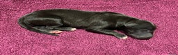 Whippet dogs for sale: Beautiful KC Reg Pedigree Whippet Puppies - Advert 13
