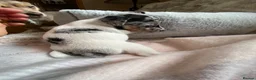 Jack Russell dogs for sale: Much Wenlock Rare Colour Jack Russell Pups Merle - Advert 29