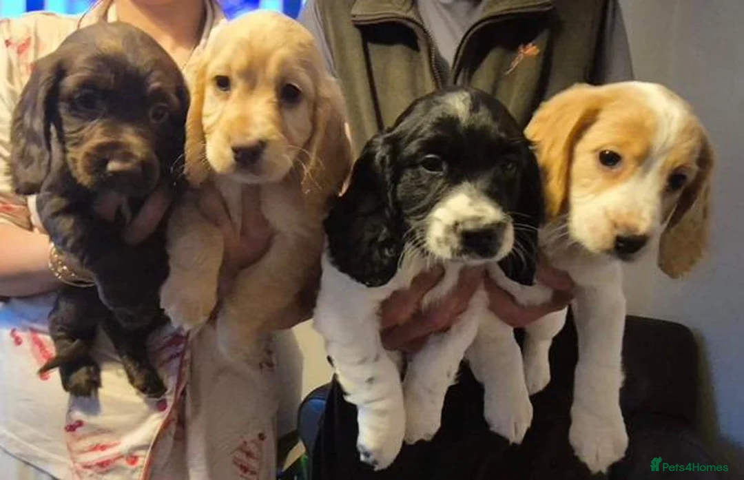 Cocker Spaniel dogs for sale: Beautiful Cocker Pups - Advert 2