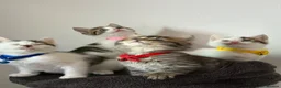 Ragcoon cats for sale: RAGCOONS ragdoll mainecoons - Advert 19