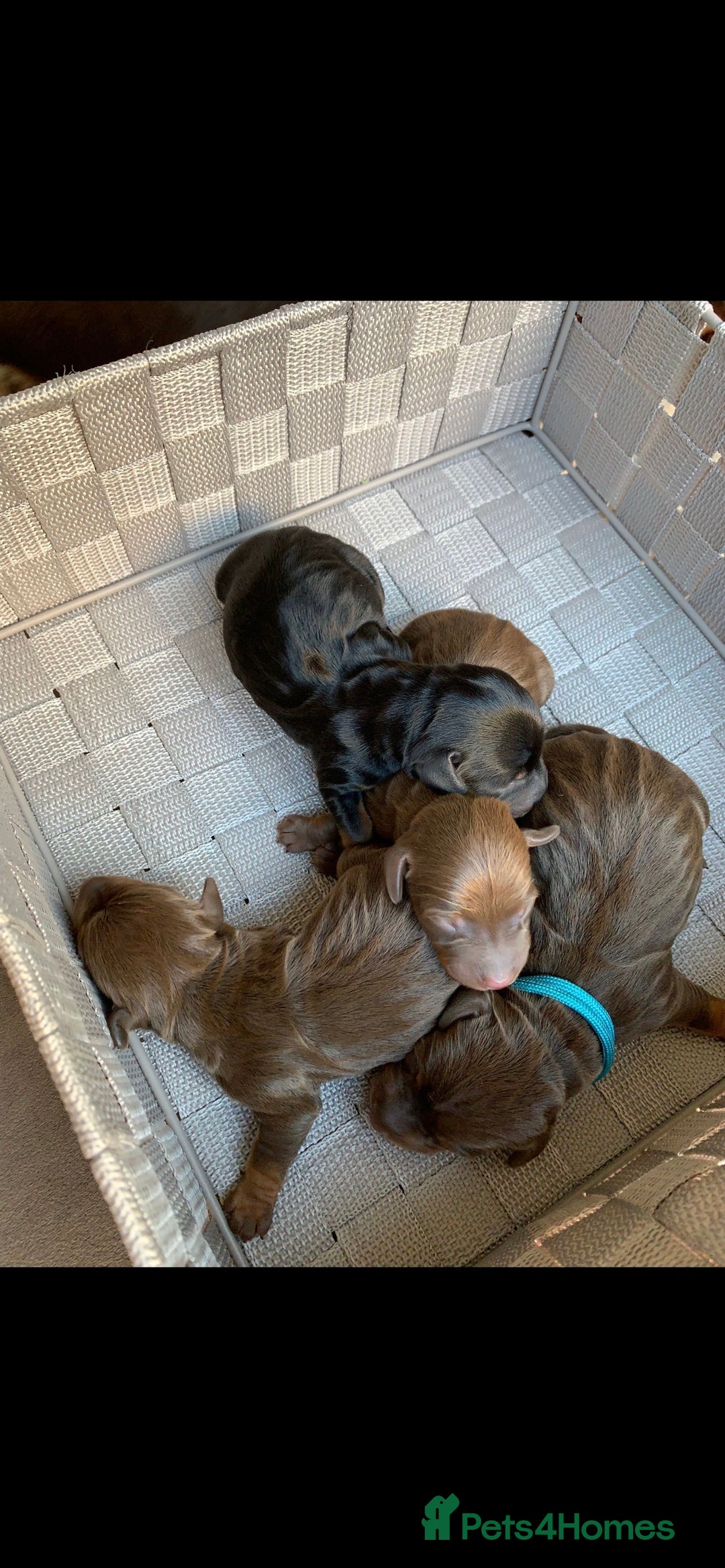 Miniature Dachshund dogs for stud: PROVEN-KC STUD minature smooth haired dachshund in Catterick Garrison - Image 15