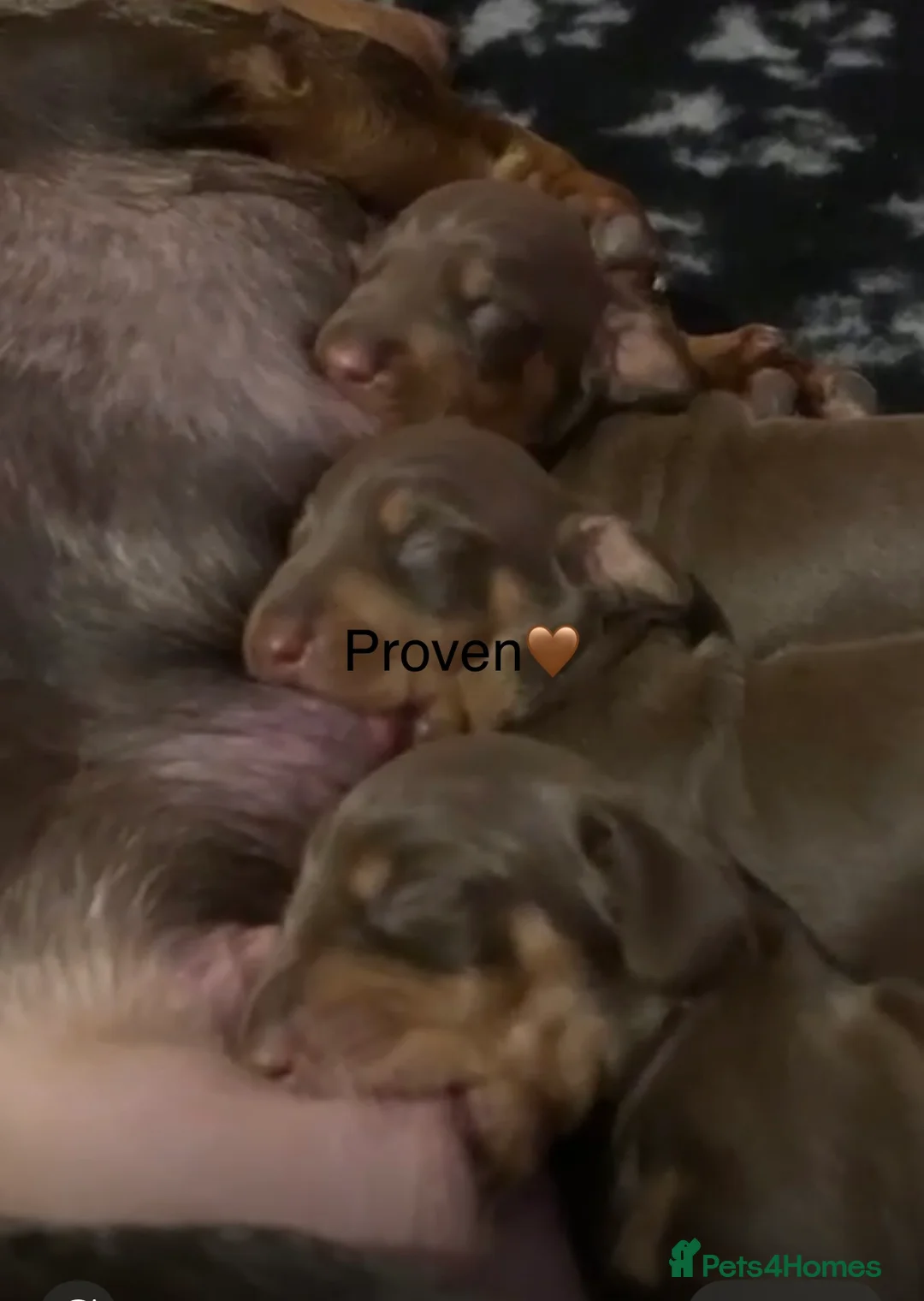 Dachshund dogs for stud: Proven KC chocolate&tan smooth haired dachshund - Advert 10