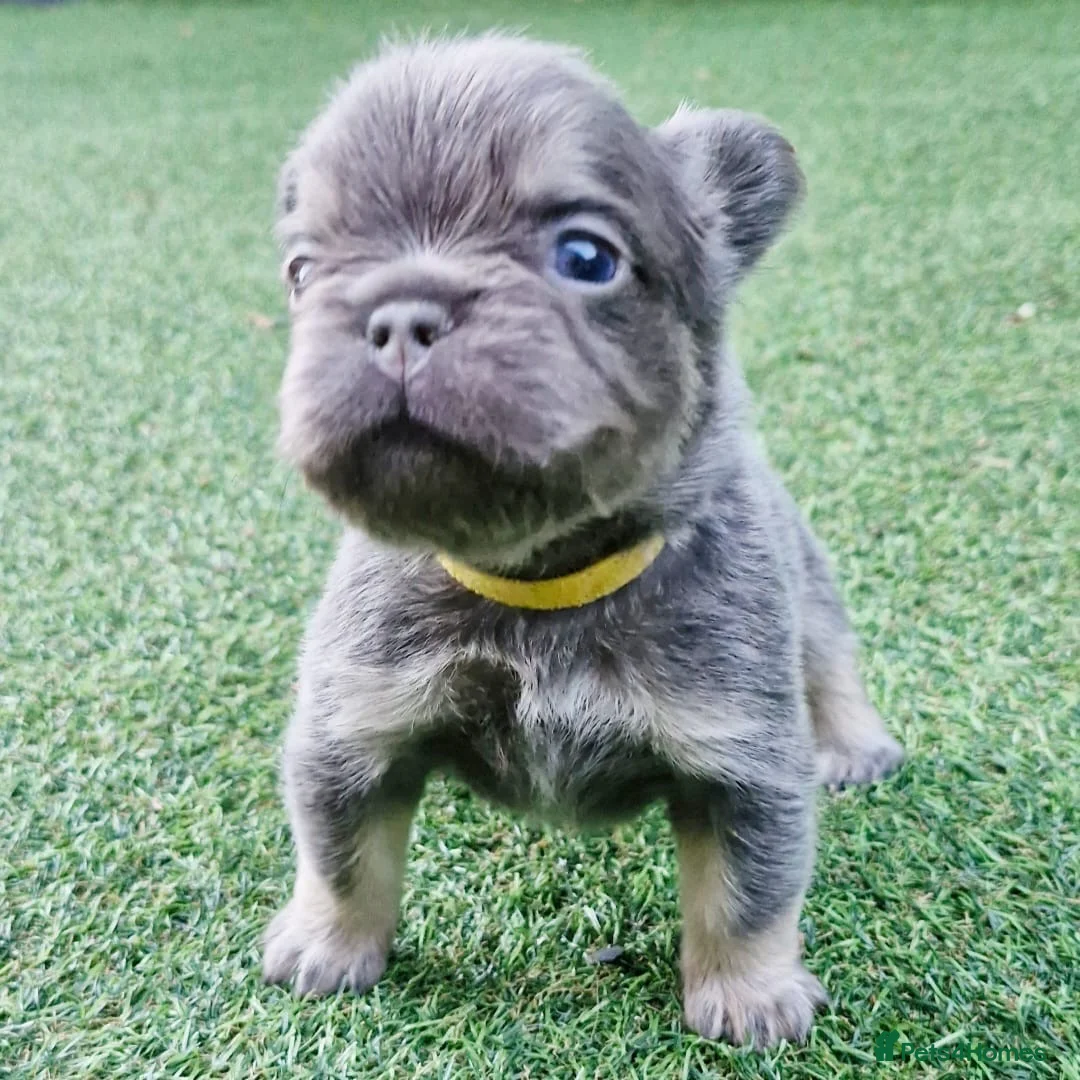 French Bulldog dogs for sale:  Lilac & Tan Fluffy French Bulldog for Sale. - Advert 8