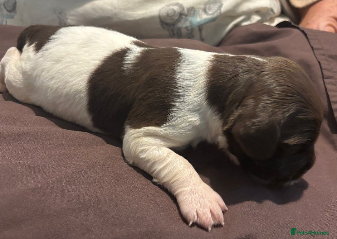 English Springer Spaniel dogs for sale: English Springer Spaniel Pups - Advert 10