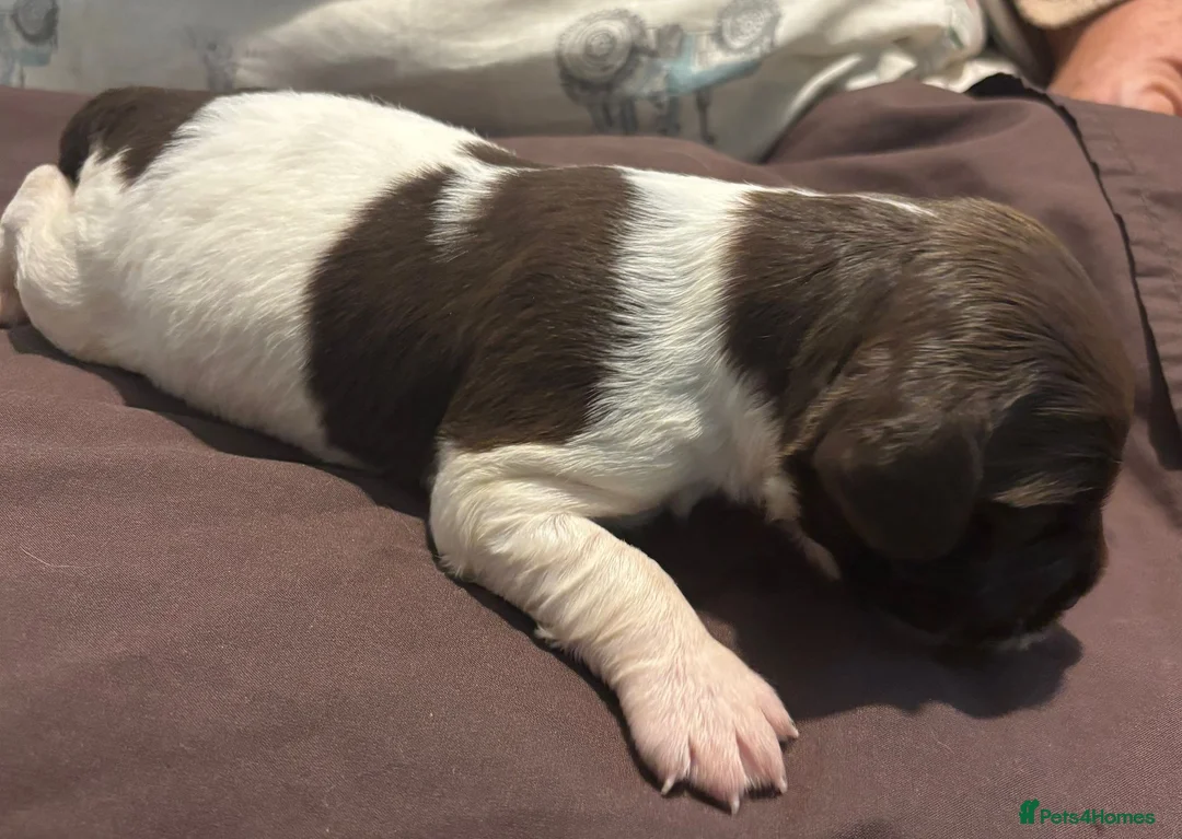 English Springer Spaniel dogs for sale: English Springer Spaniel Pups - Advert 10