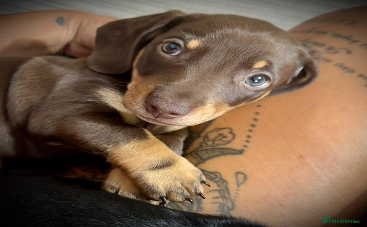 Miniature Dachshund dogs - Advert 7
