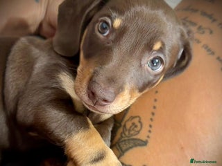 Miniature Dachshund dogs - Advert 26