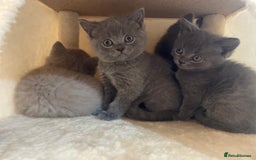 Russian Blue cats for sale: Gorgeous Russian blue/British Shorthair kittens - Advert 10