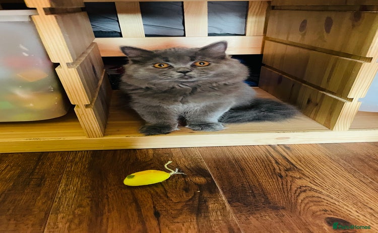 Scottish Fold cats in Derby - Advert 19