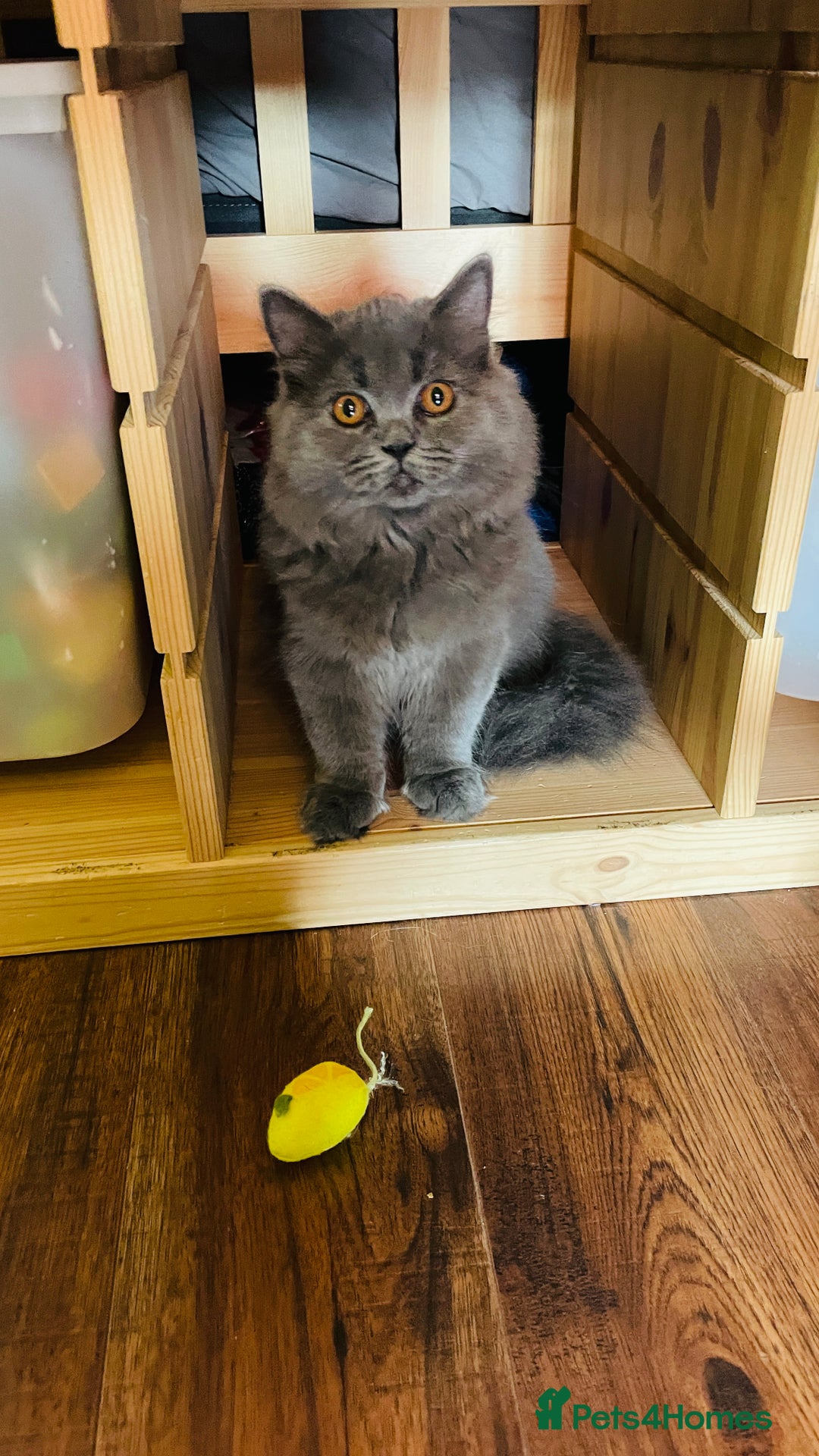 Scottish Fold cats for sale: Beautiful boy and girl looking for forever home ❤️ in Derby - Image 1