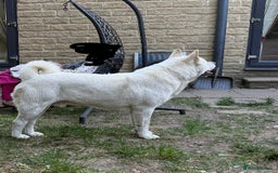Akita dogs for sale: Pedigree American Akita  - Image 2