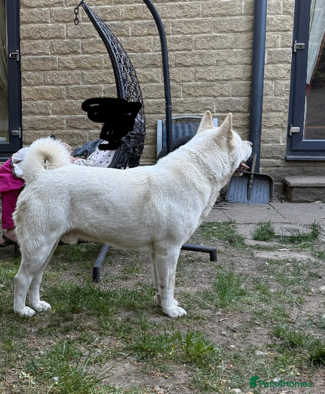 Akita dogs for sale: Pedigree American Akita  - Image 2