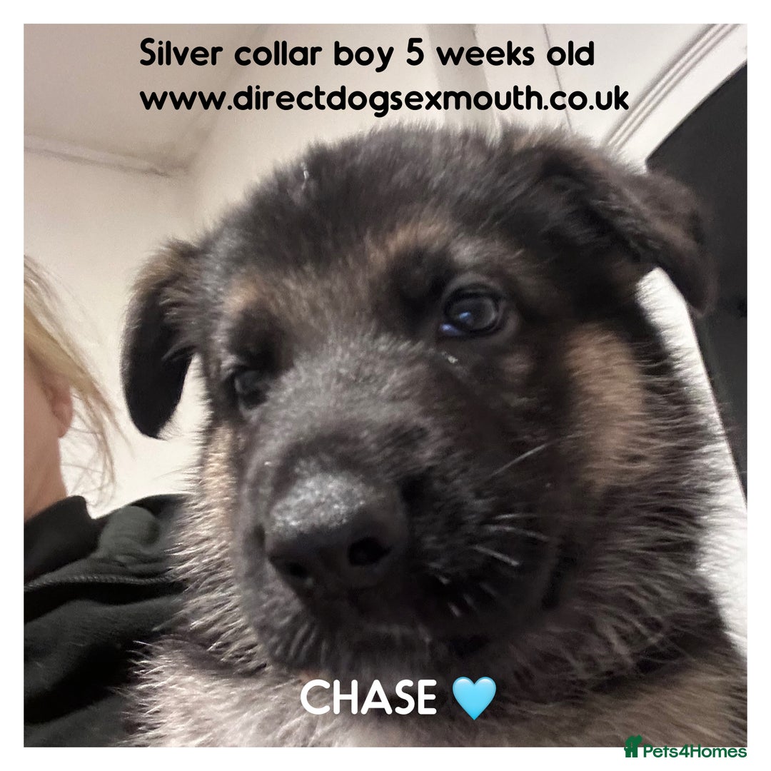 German Shepherd dogs for sale: German shepherd puppies  - Image 34