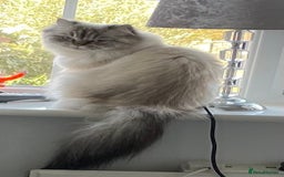 Persian cats for sale: Colourpoint Persian - Image 3