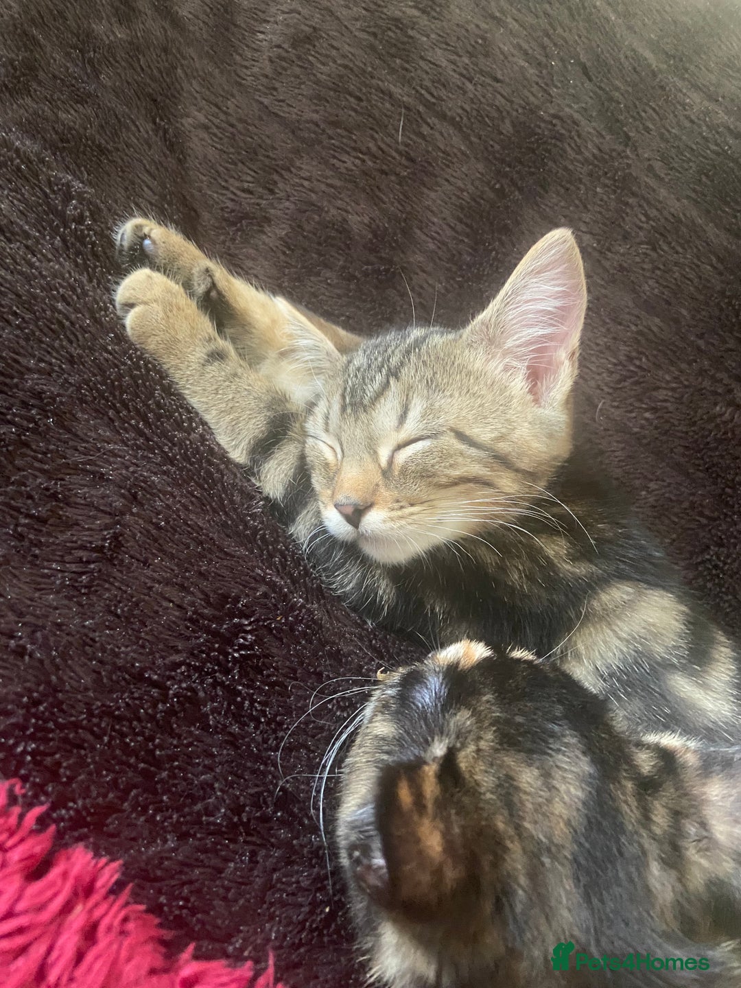 Bengal cats for sale: adorable bengal/tort kitties for sale - Image 17