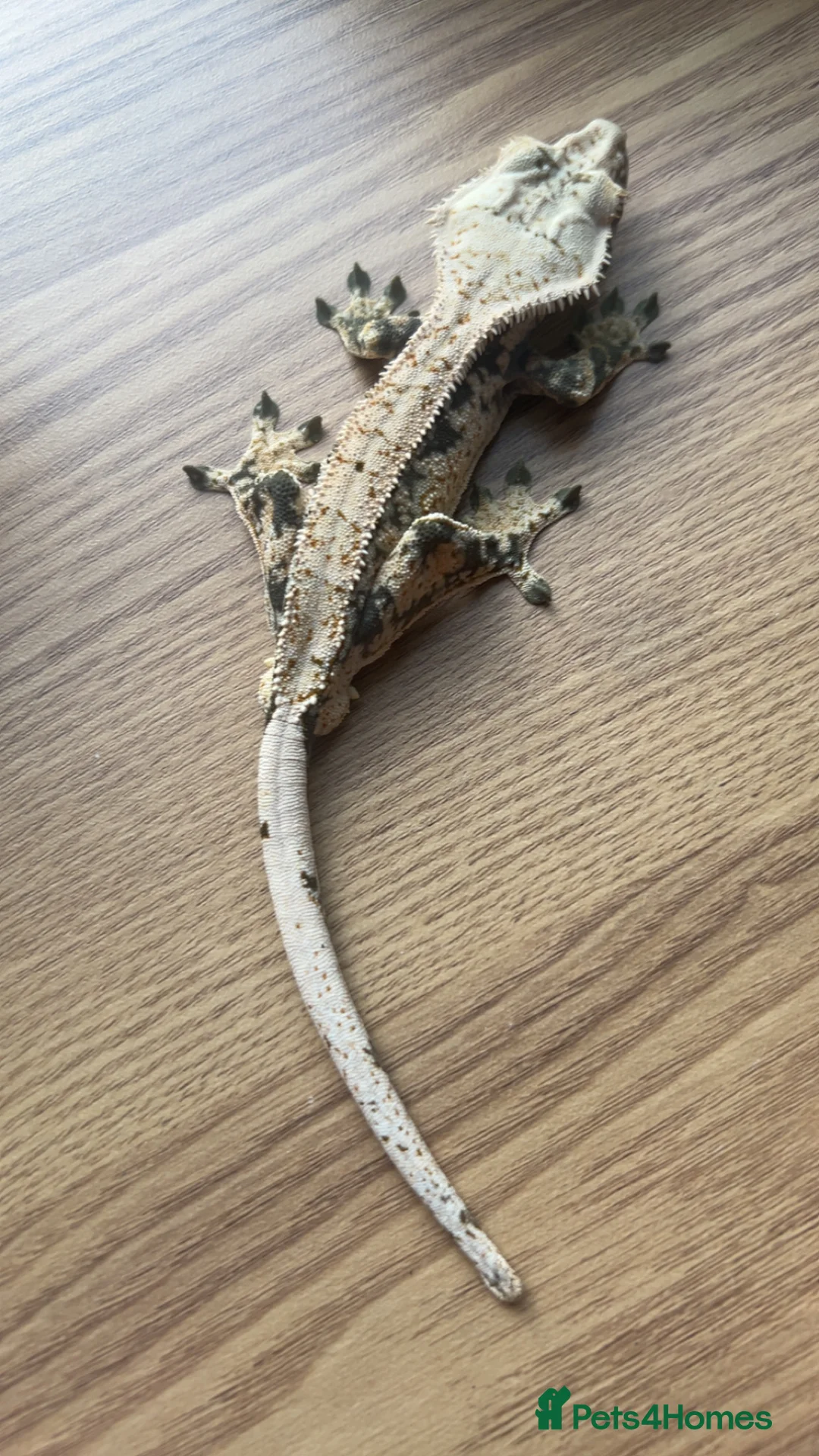 Gecko reptiles for sale: 1.0 Male Crested Gecko  - Advert 2