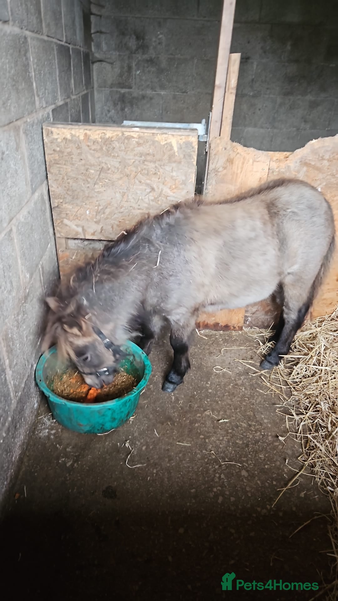 Shetland pony horses for sale: Buckskin roan colt  - Image 1