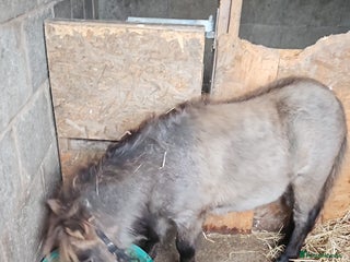 Shetland pony horses - Advert 1