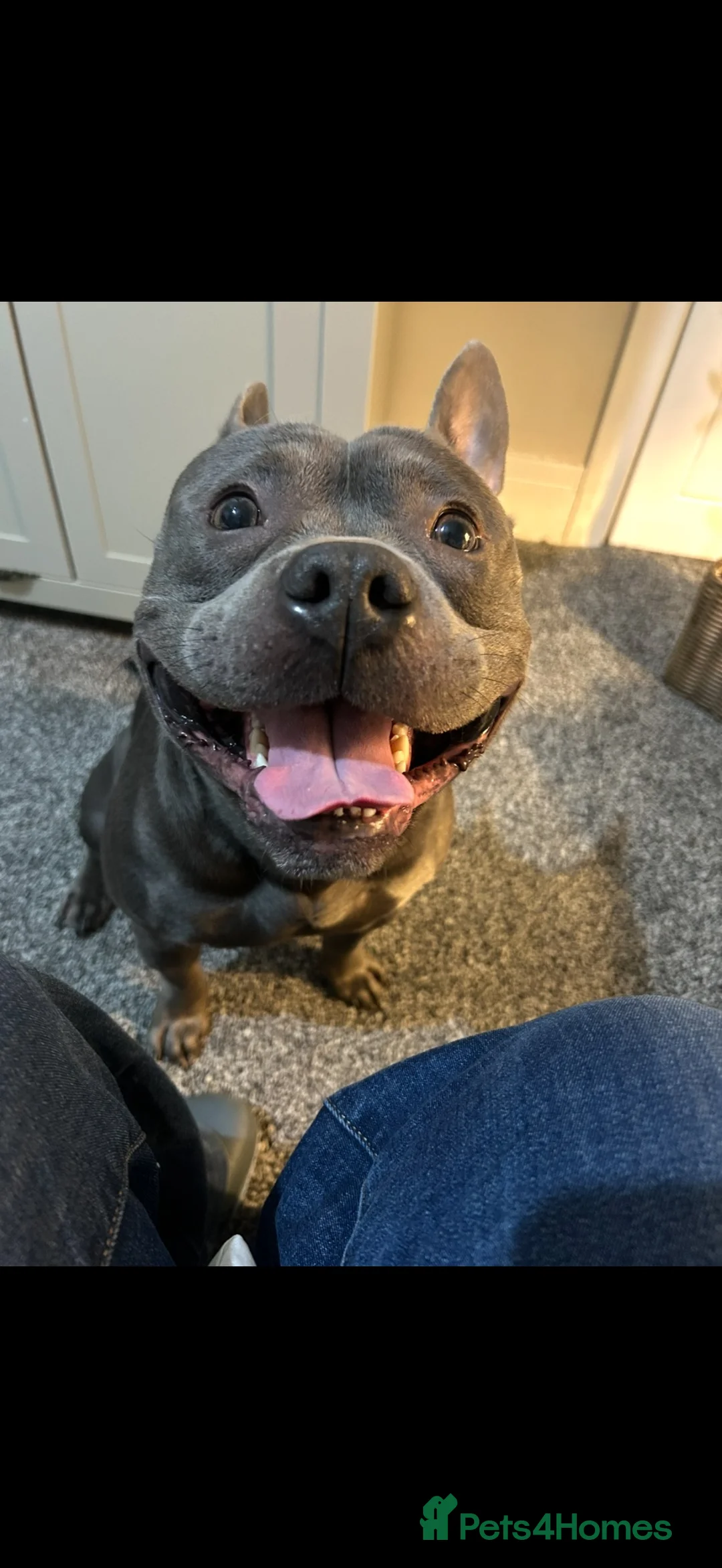 Mixed Breed dogs for sale: Bowser – 3-year-old Staffy x pocket bully - Advert 1
