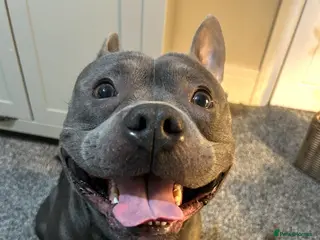 Mixed Breed dogs Bowser – 3-year-old Staffy x pocket bully - Advert 2