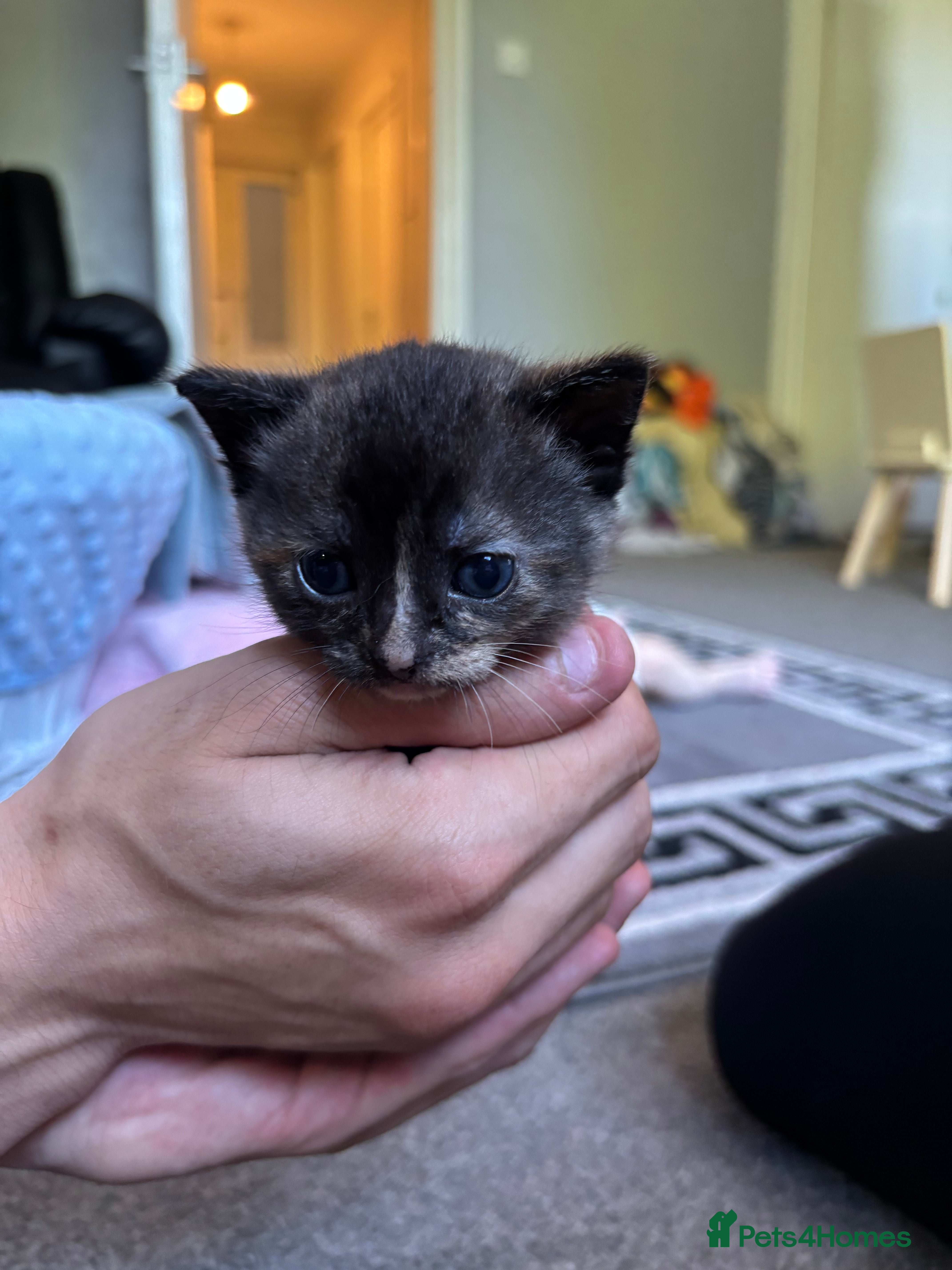 Mixed Breed cats for sale: 5 beautiful kittens for sale!  - Advert 2