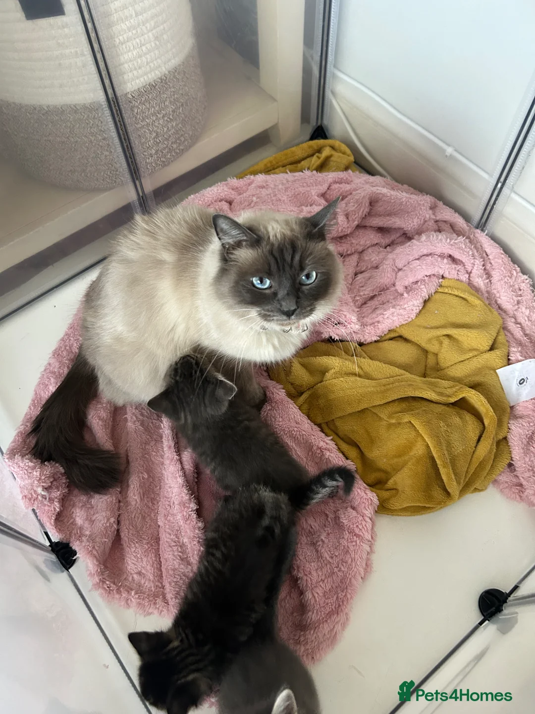 Ragdoll cats for sale: Half ragdoll half bengal  - Advert 4