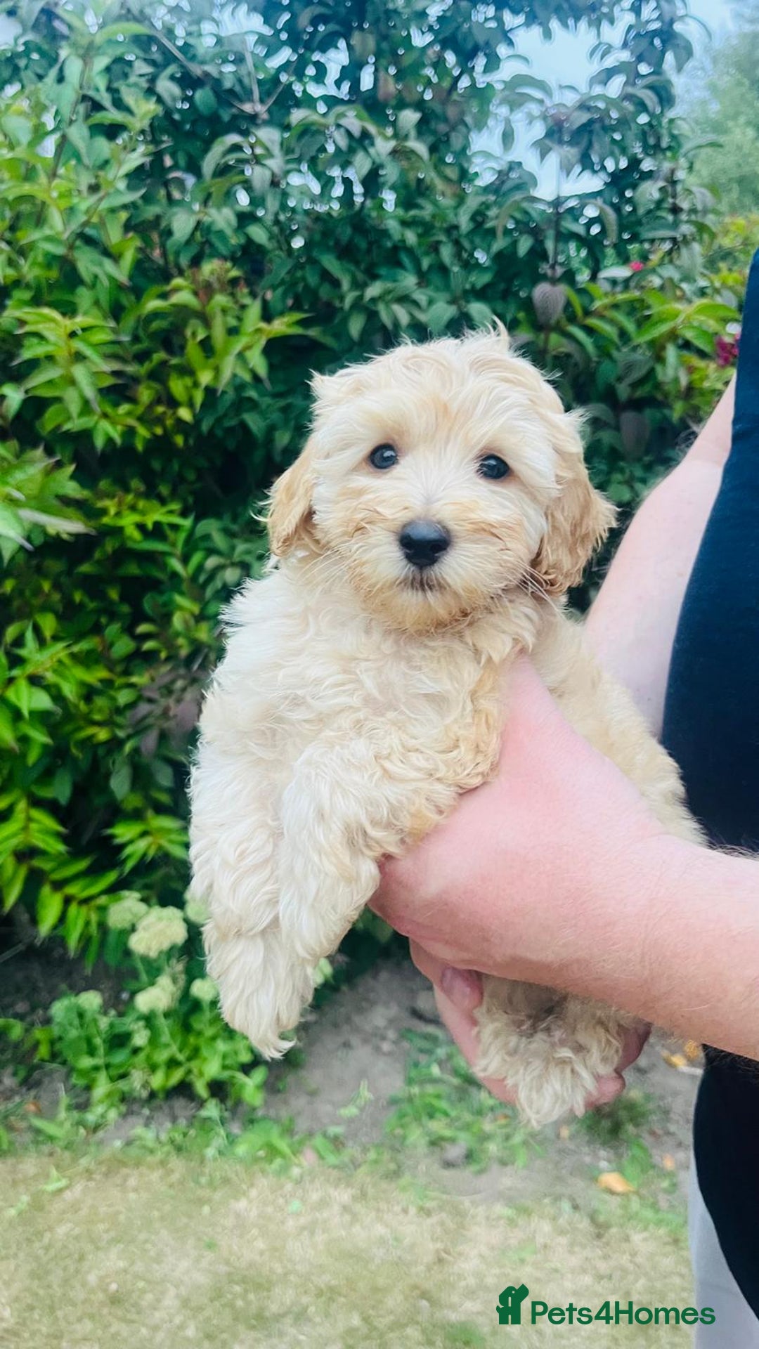 Labradoodle dogs for sale: Chunky Miniature Soft Curled Labradoodle Pups - Image 13