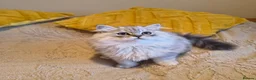 Scottish Fold cats for sale: Scottish fold and straight ear kitten's 😻 - Advert 5