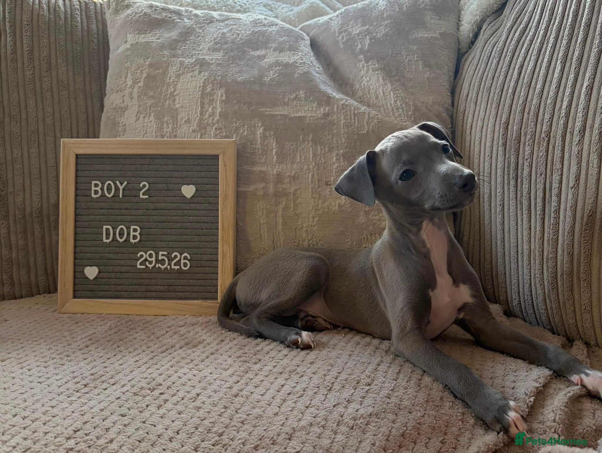 Italian Greyhound dogs Beautiful small Italian greyhound puppies  - Advert 2