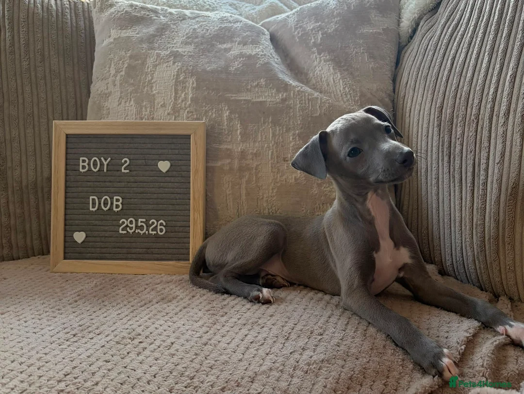 Italian Greyhound dogs for sale: Beautiful small Italian greyhound puppies  in London - Advert 2