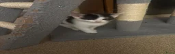 Mixed Breed cats for sale: Kittens - Advert 12