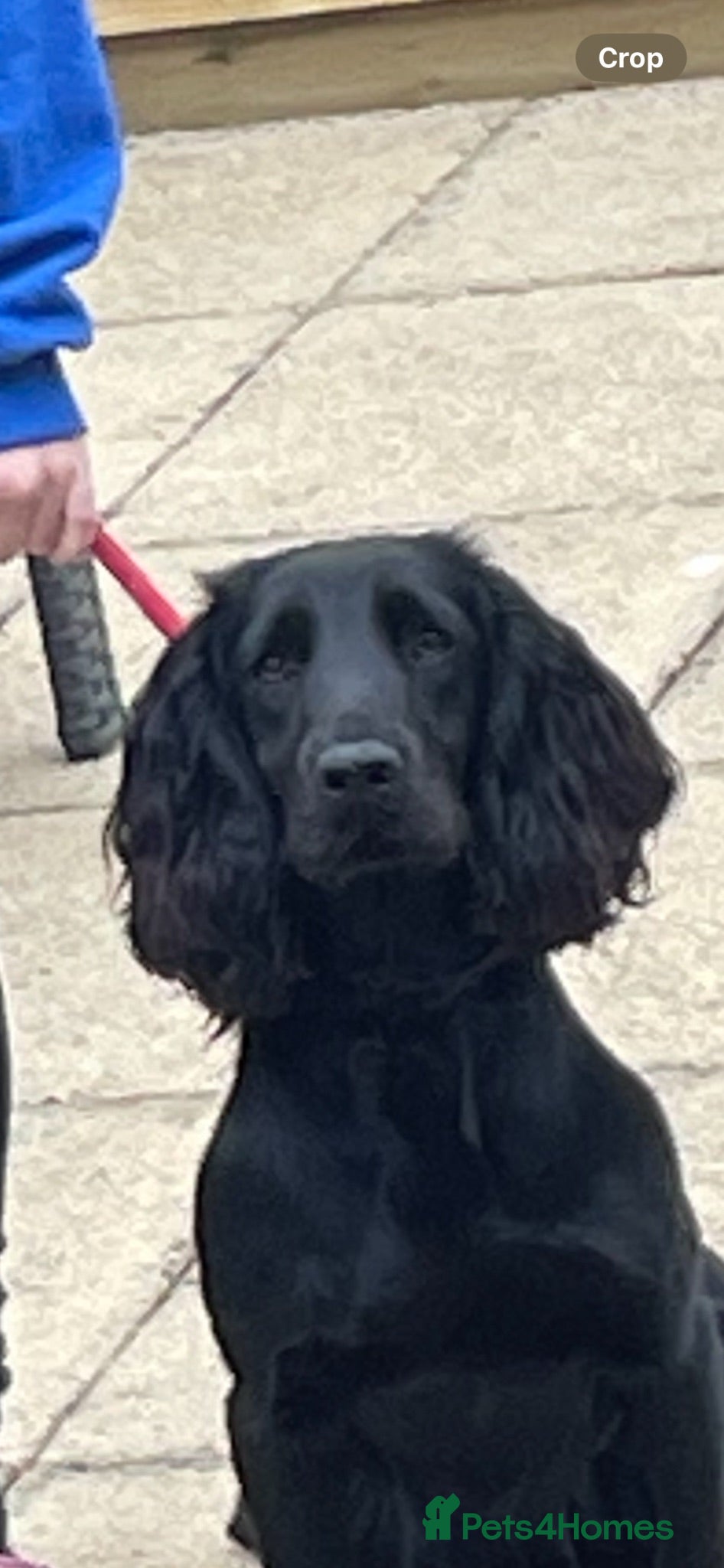 Cocker Spaniel dogs Working cocker spaniel pups 🐶 - Advert 18