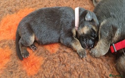 German Shepherd dogs for sale: KC registered German shepherd puppies - Image 3