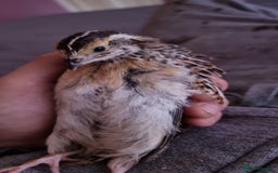 Quail poultry for sale: Male coturnix quail  - Image 2