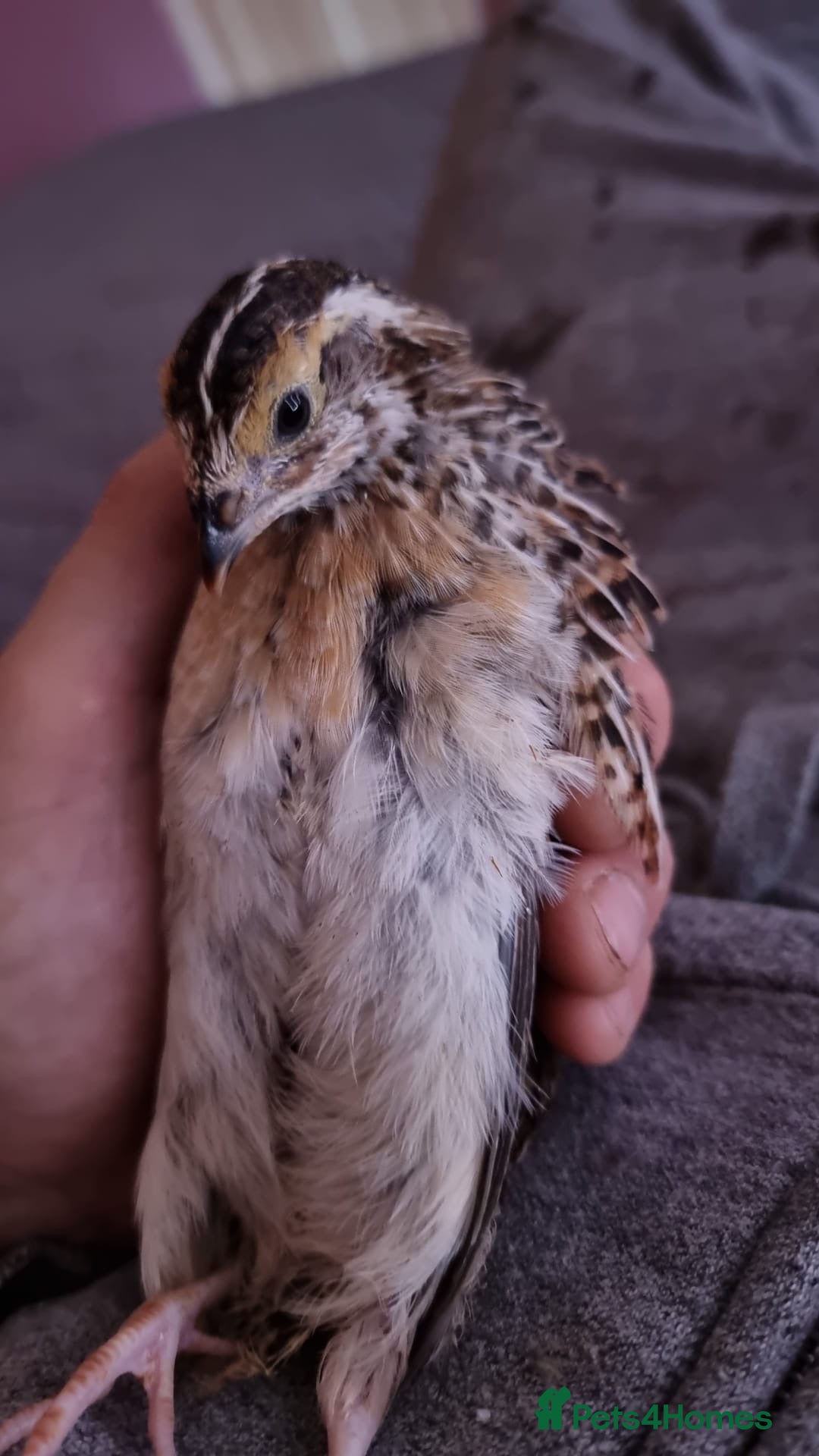 Quail poultry for sale: Male coturnix quail  - Image 2