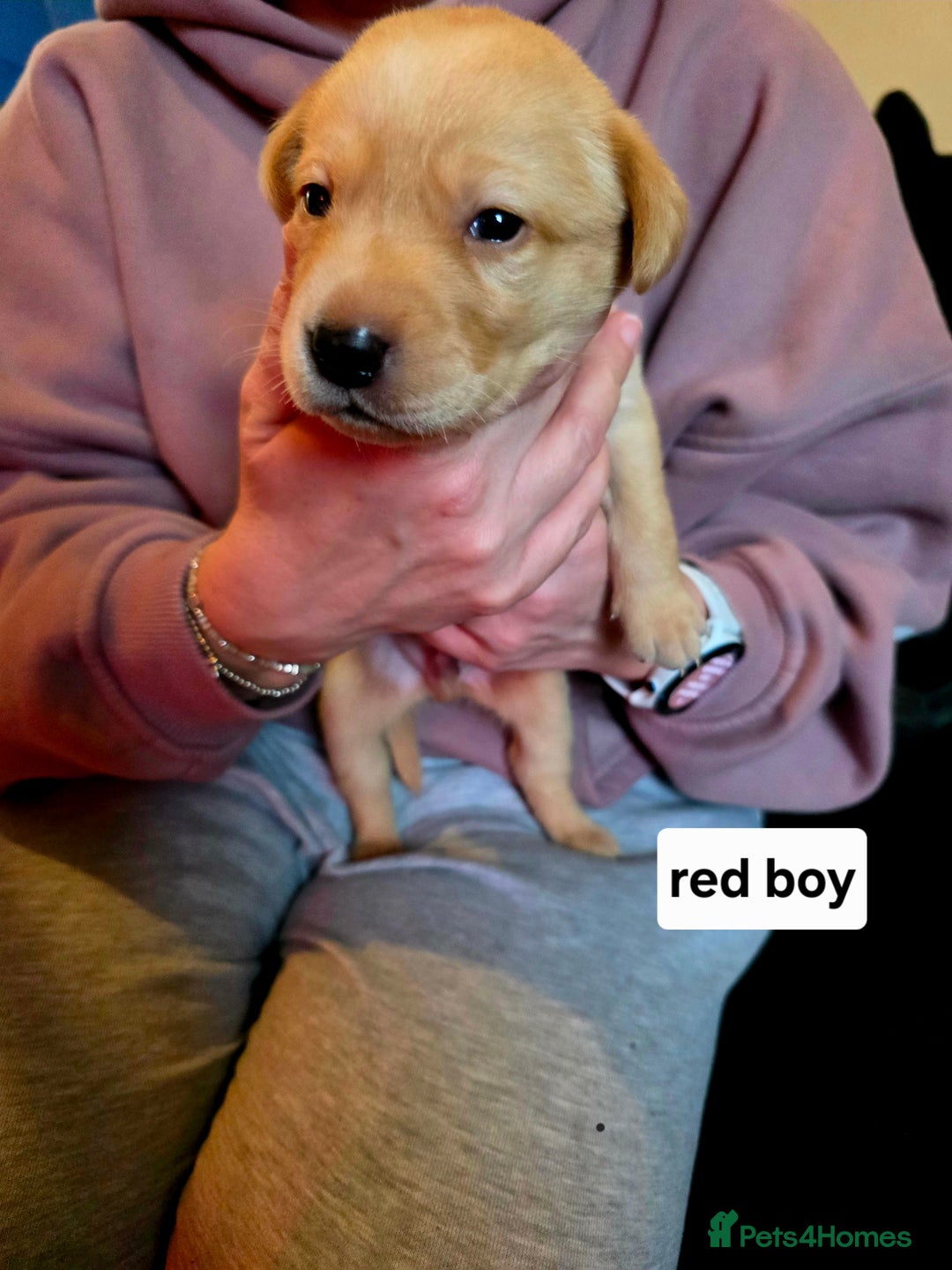 Labrador Retriever dogs for sale: Mr Neil Houston - Image 6