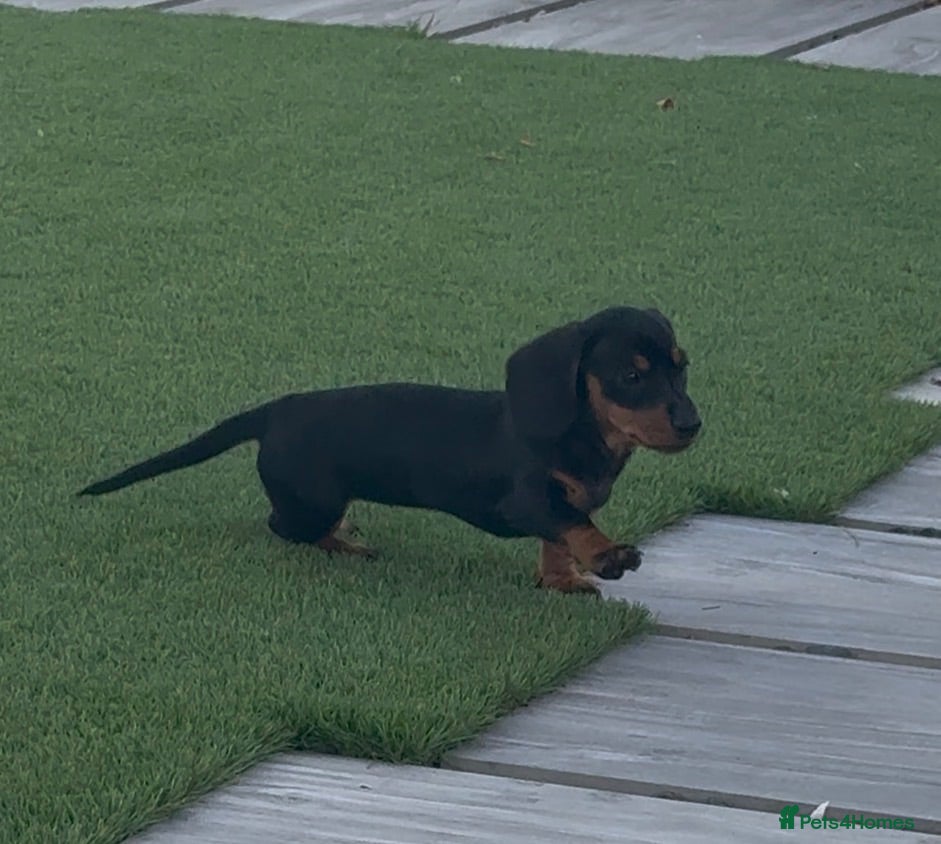 Miniature Dachshund dogs Ready to go! KC Miniature Dachshunds - Advert 2