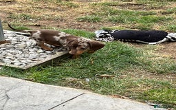 Miniature Dachshund dogs for sale: READY NOW - short haired miniature dachshunds  - Image 11