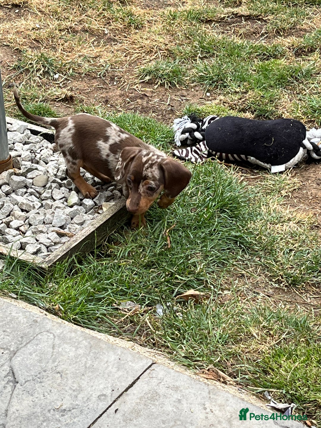 Miniature Dachshund dogs for sale: READY NOW - short haired miniature dachshunds  - Image 11