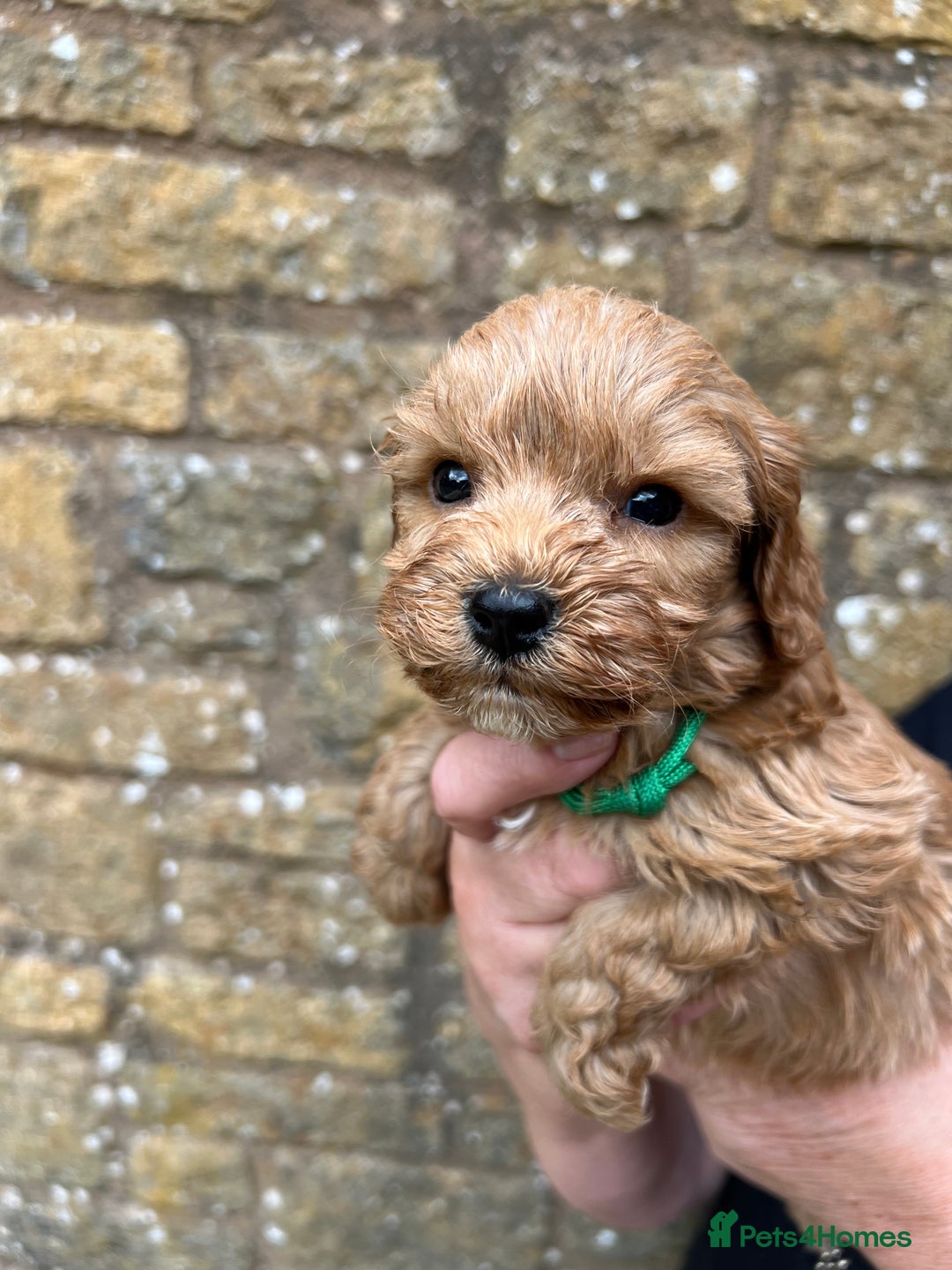 Cavapoo dogs for sale: Cavapoos puppies  - Image 16