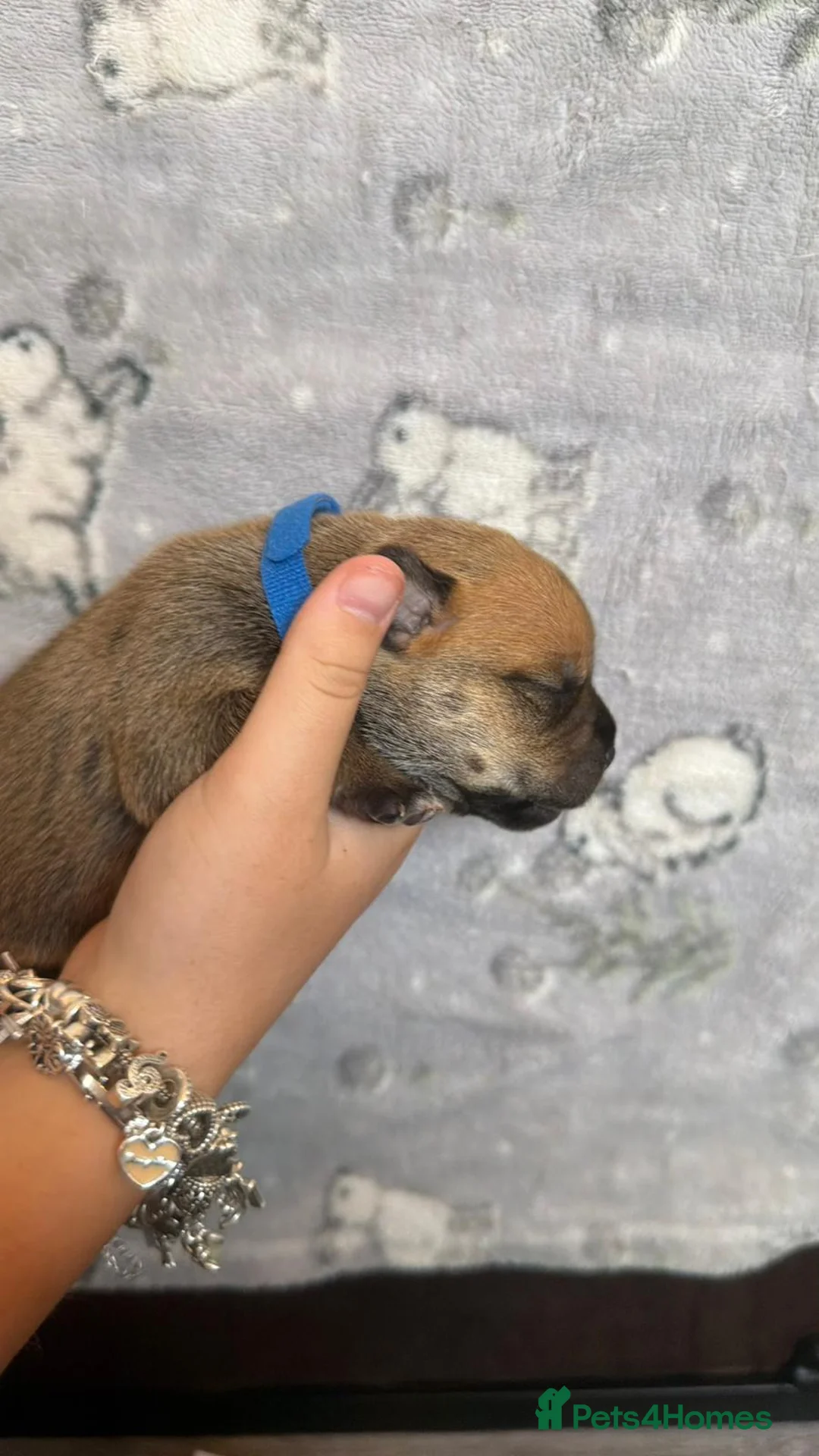 Staffordshire Bull Terrier dogs for sale: 8 outstanding K C registered puppies  - Advert 15